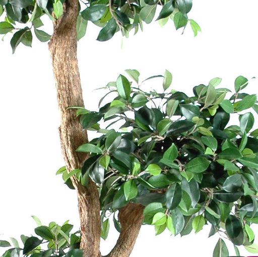 Pianta Sintetica Ficus Retusa Artificiale 150Cm