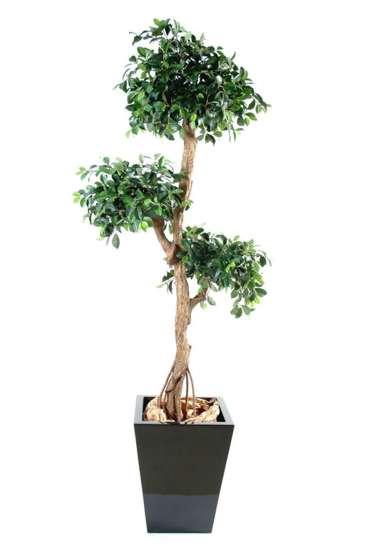 Pianta Sintetica Ficus Retusa Artificiale 150Cm