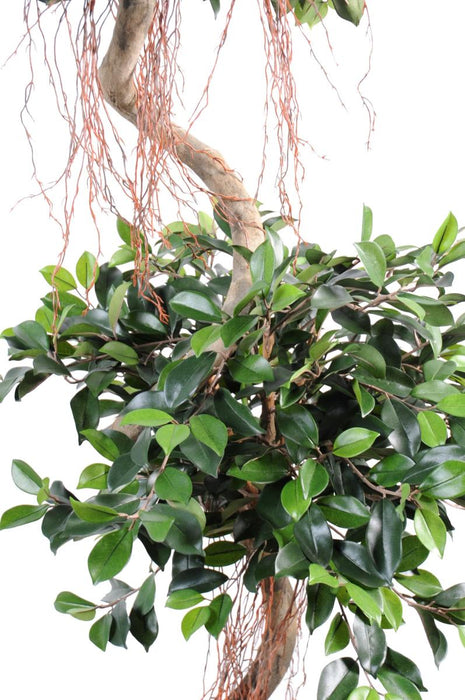 Ficus Spirale Artificiale 180 Cm Per Interni