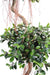 Ficus Spirale Artificiale 180 Cm Per Interni