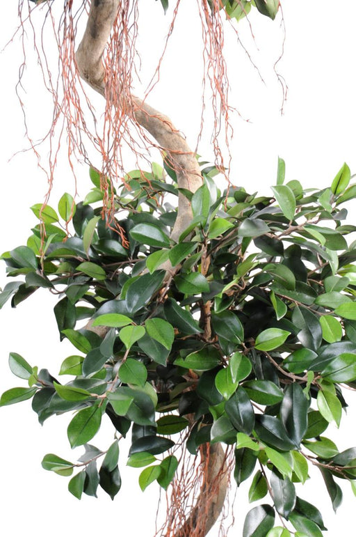 Ficus Spirale Artificiale 180 Cm Per Interni