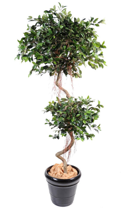 Ficus Spirale Artificiale 180 Cm Per Interni