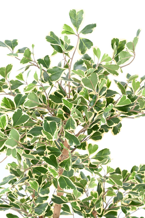 Pianta Da Interno Artificiale Ficus Triangularis H120 Cm