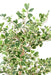 Pianta Da Interno Artificiale Ficus Triangularis H120 Cm