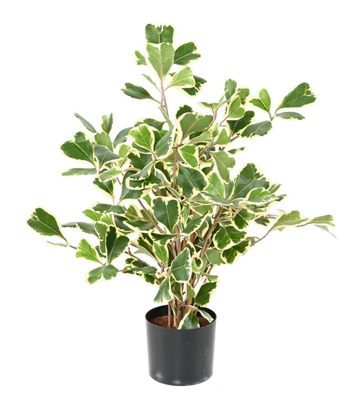Ficus Triangularis Pianta Artificiale Da Interno 50Cm