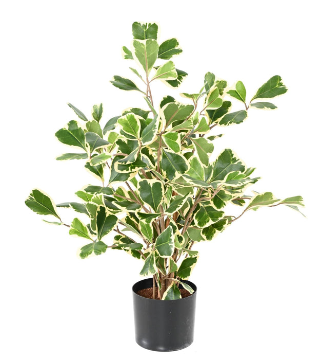 Ficus Triangularis Pianta Artificiale Da Interno 50Cm