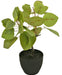 Ficus Tropica - Pianta Verde Artificiale