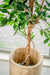 Ficus Verde - Albero Artificiale