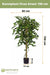 Ficus Verde - Albero Artificiale