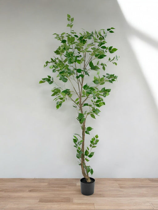 Ficus Artificiale
