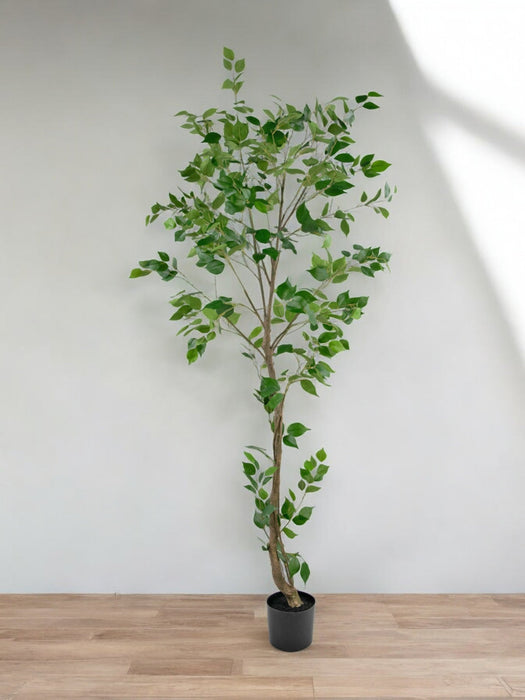 Ficus Artificiale
