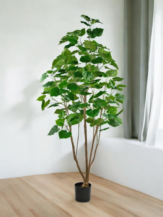 Ficus Artificiale