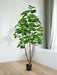 Ficus Artificiale