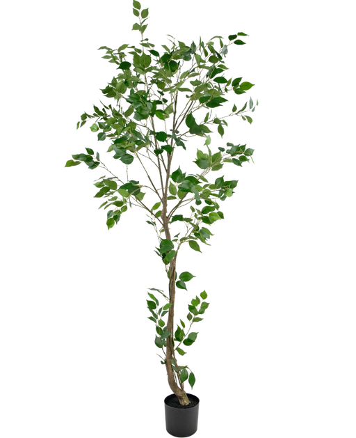 Ficus Artificiale