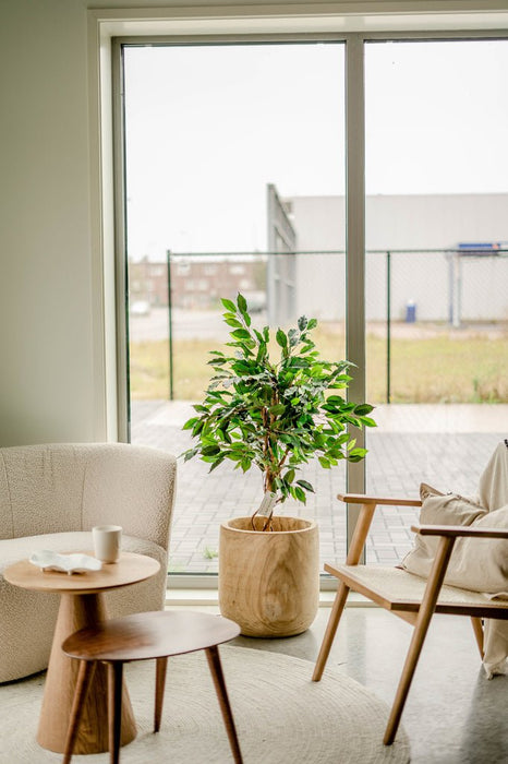 Ficus Benjamina - Albero Artificiale