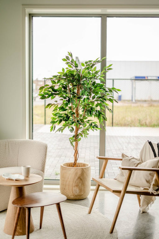 Ficus Benjamina - Albero Artificiale