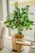 Ficus Benjamina - Albero Artificiale