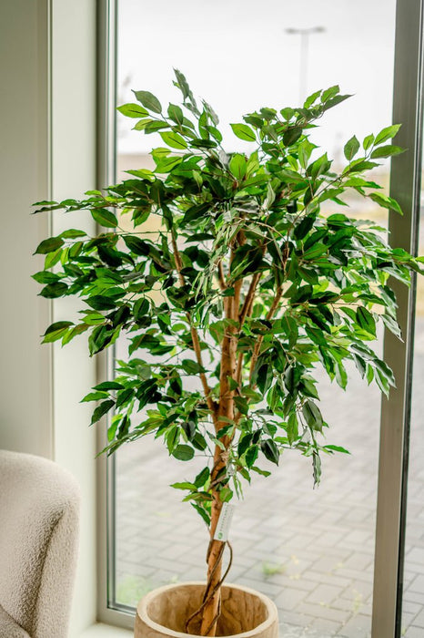 Ficus Benjamina - Albero Artificiale
