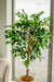 Ficus Benjamina - Albero Artificiale
