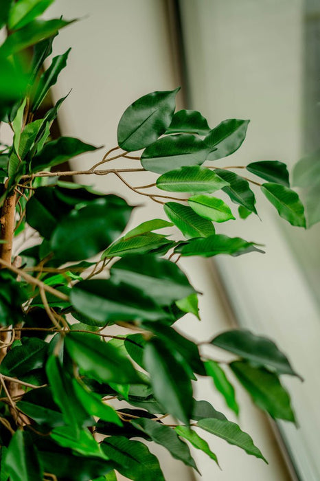 Ficus Benjamina - Albero Artificiale