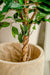 Ficus Benjamina - Albero Artificiale