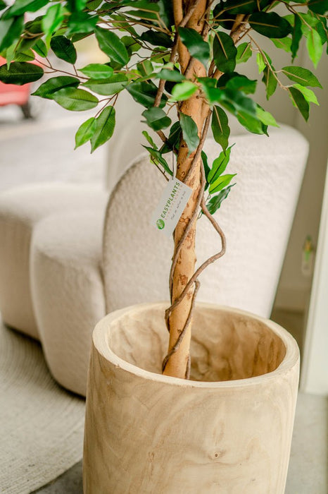 Ficus Benjamina - Albero Artificiale