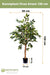 Ficus Benjamina - Albero Artificiale