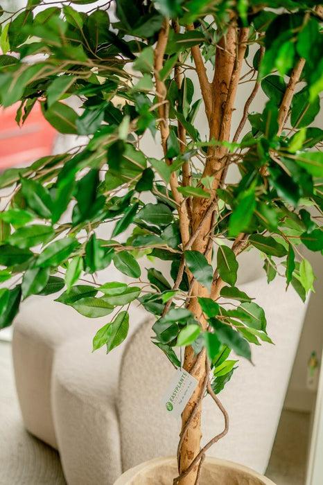 Ficus Benjamina - Albero Artificiale