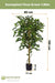 Ficus Benjamina - Albero Artificiale