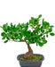 Ficus - Bonsai Artificiale