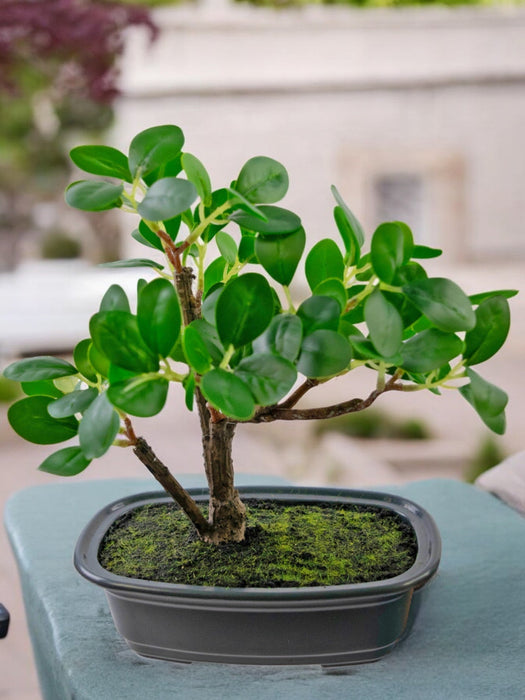 Ficus - Bonsai Artificiale