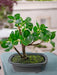 Ficus - Bonsai Artificiale