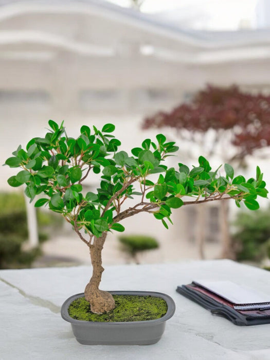 Ficus - Bonsai Artificiale