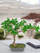 Ficus - Bonsai Artificiale
