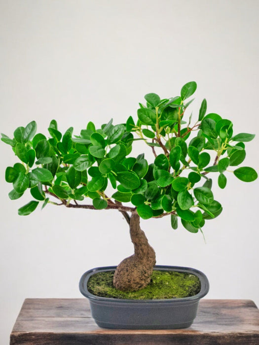 Ficus - Bonsai Artificiale