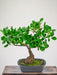 Ficus - Bonsai Artificiale