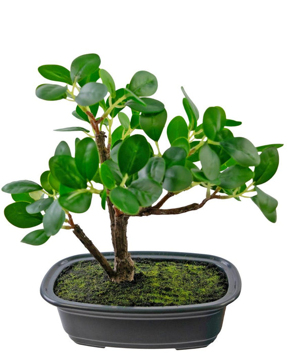 Ficus - Bonsai Artificiale