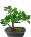 Ficus - Bonsai Artificiale