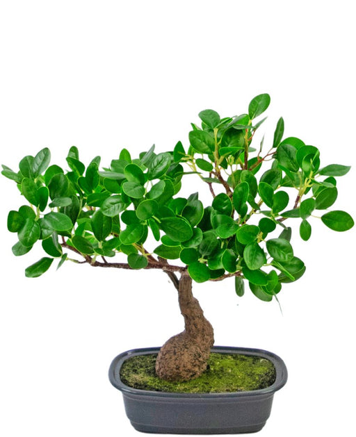 Ficus - Bonsai Artificiale