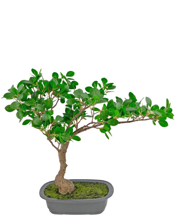 Ficus - Bonsai Artificiale