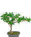 Ficus - Bonsai Artificiale