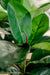 Ficus Elastica Gomma - Pianta Verde Artificiale