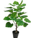 Ficus - Grande Pianta Artificiale