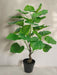 Ficus - Grande Pianta Artificiale