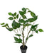 Ficus - Grande Pianta Artificiale