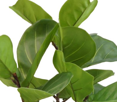 Ficus Lyrata - Grande Pianta Artificiale