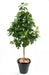 Albero Di Fico Artificiale Con Frutti 170 Cm Per Interni
