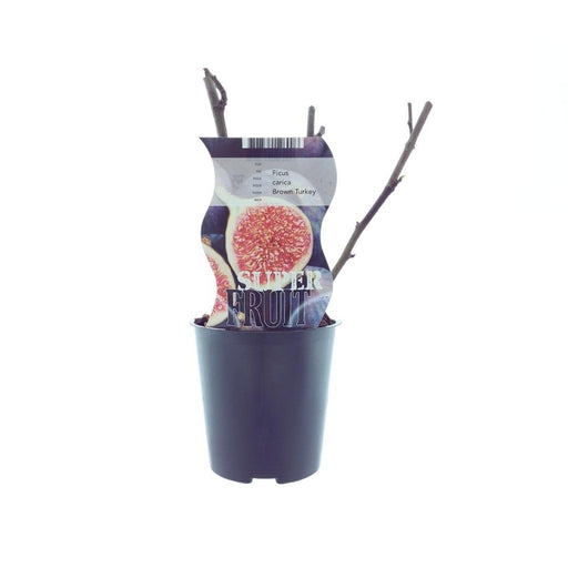 Fico - Ficus Brown Turchia
