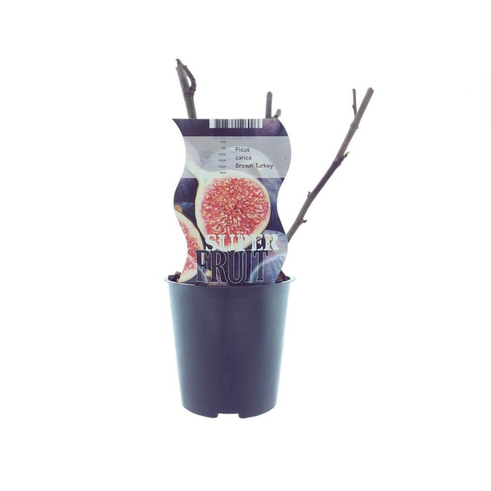 Fico - Ficus Brown Turchia