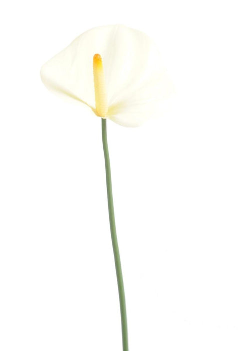 Fiore Artificiale Di Anthurium 60Cm Decorazione Bianca